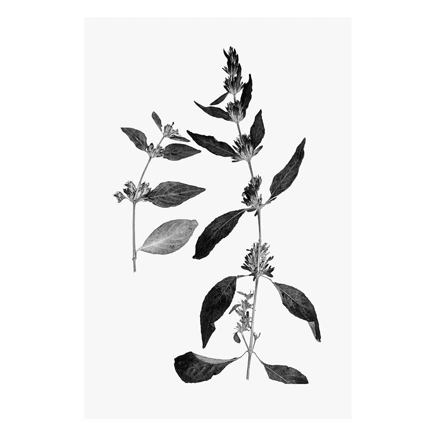 Botanical II Art Print