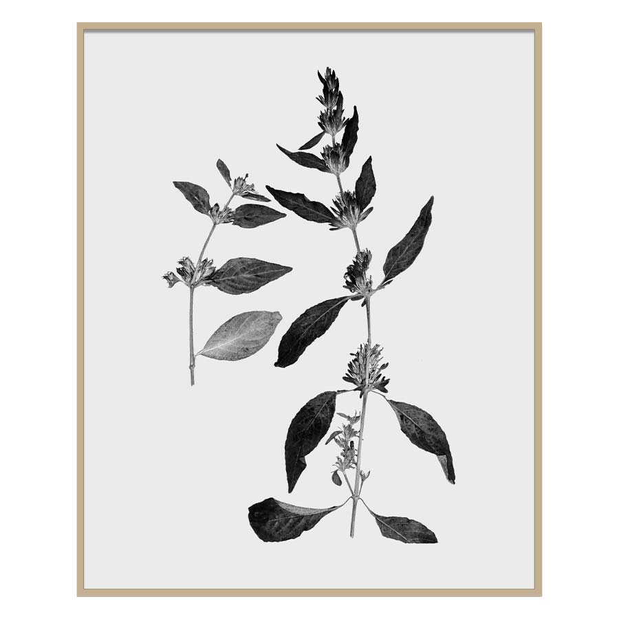 Botanical II Art Print