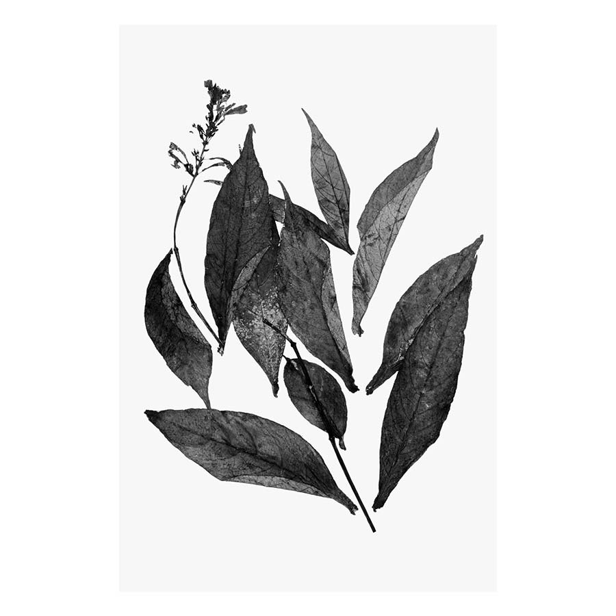 Botanical I art Print 1