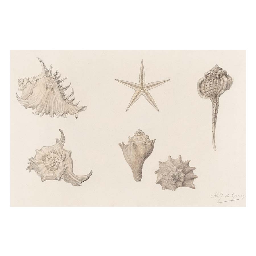 Sea shells Art Print
