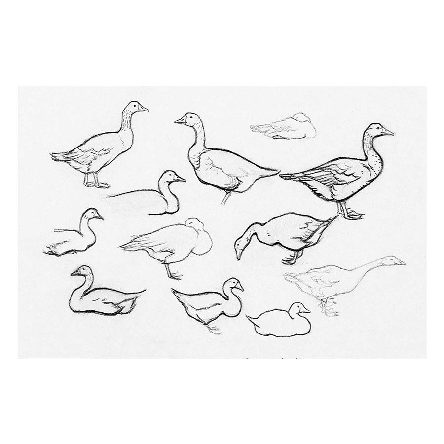 Sketched gooses Art Print