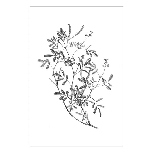 Copy of Vintage Black and White Branch Print II