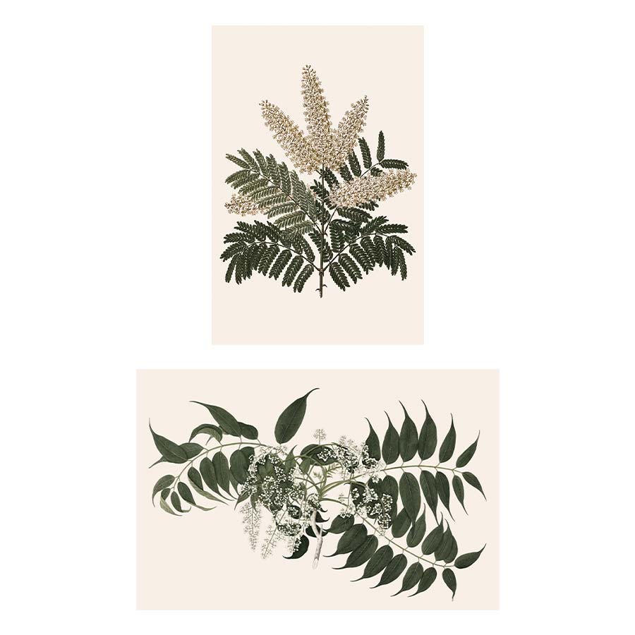 Vintage Botanic Set of 2 Art Prints