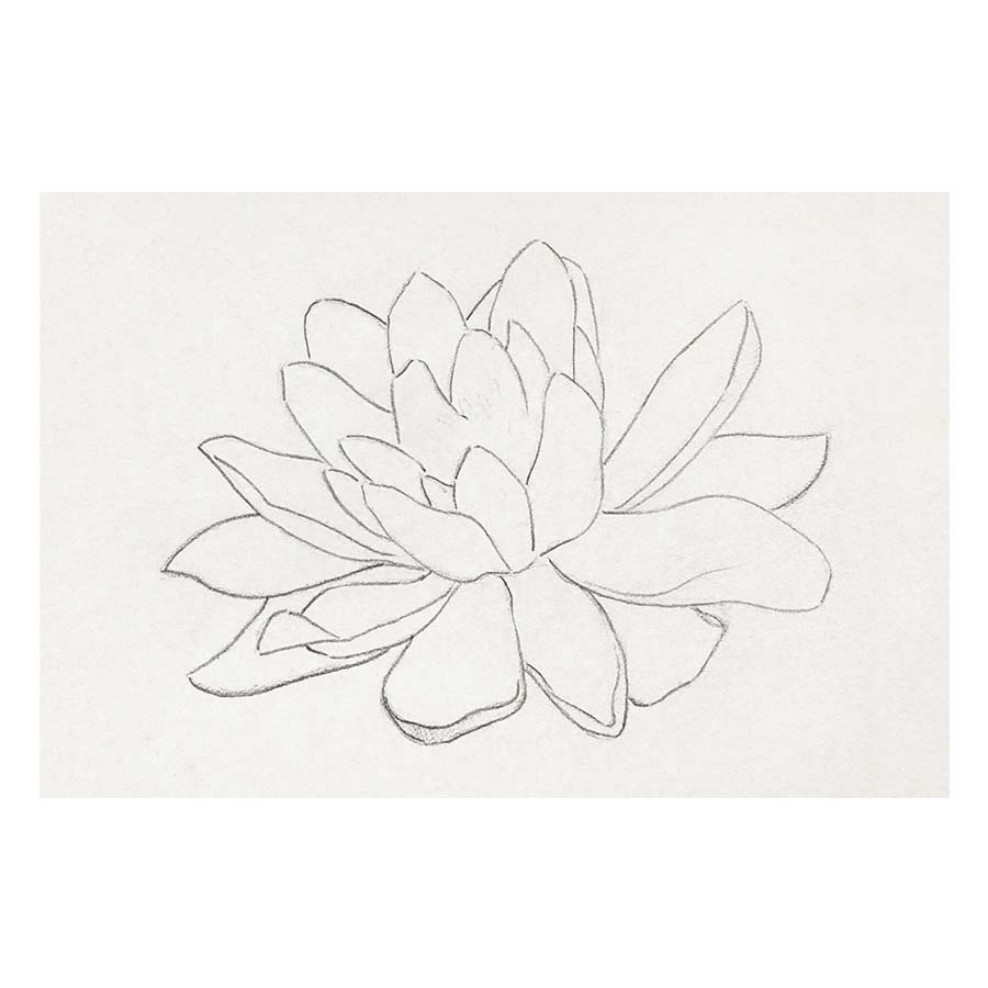 Water lily sketch Art Print